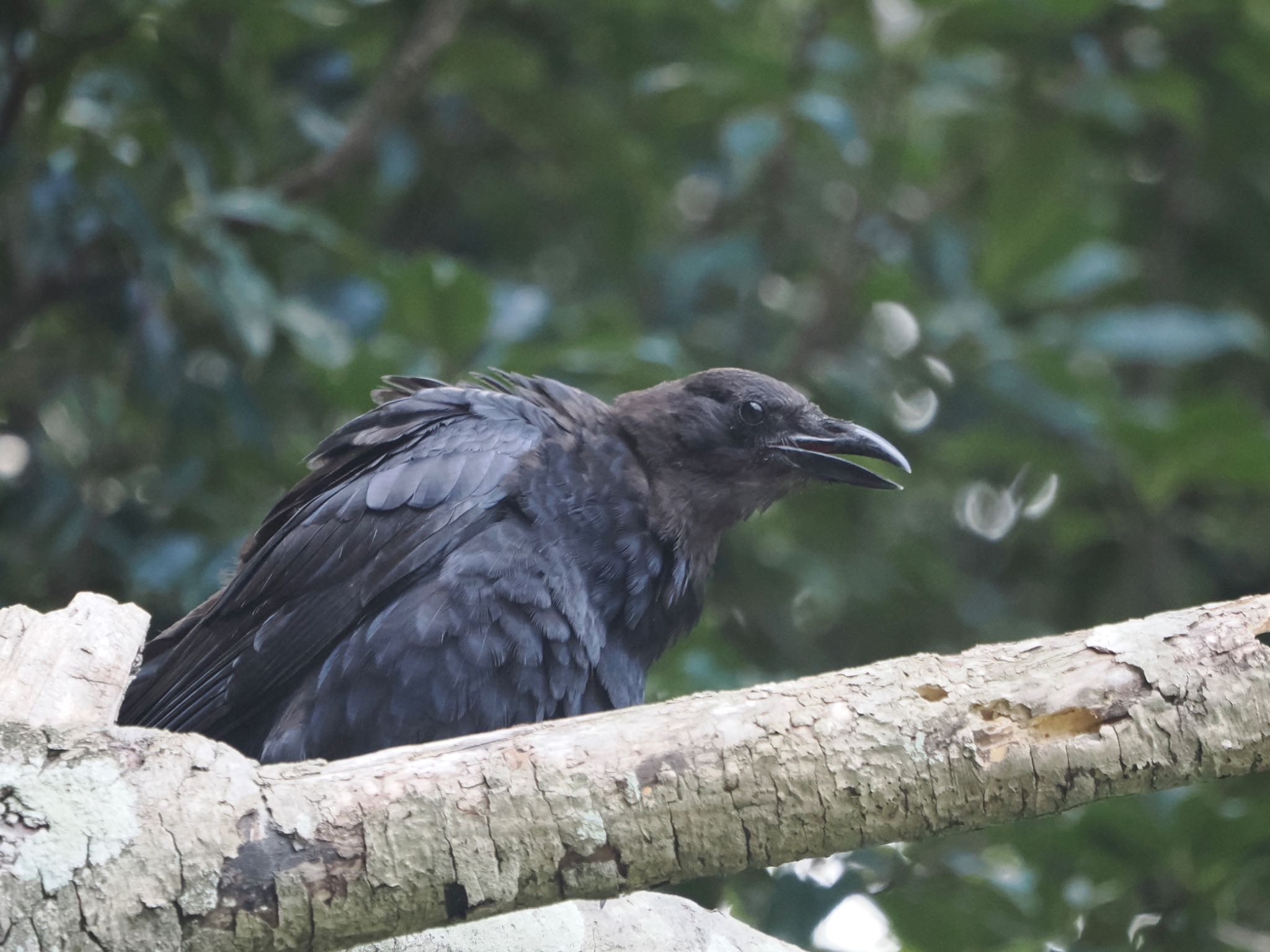 Carrion Crow