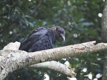 Carrion Crow 油山市民の森 Thu, 9/15/2022