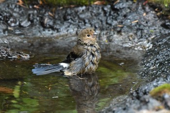 ウソ 場所が不明 2022年8月24日(水)