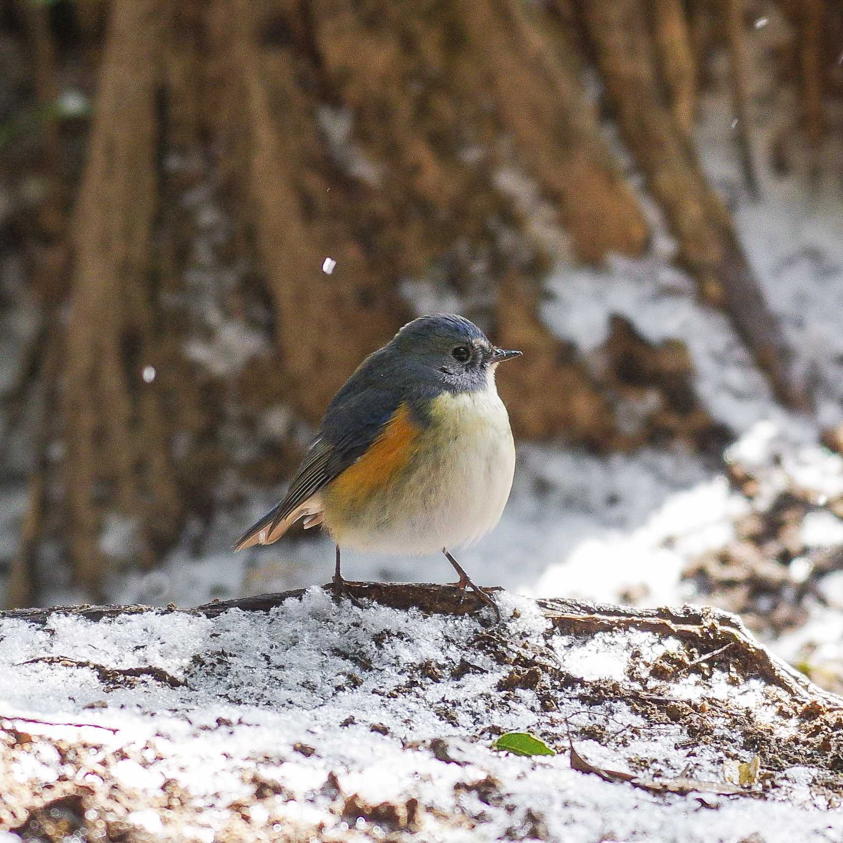 Photo of Red-flanked Bluetail at 兵庫県宝塚市 by アール・ケー