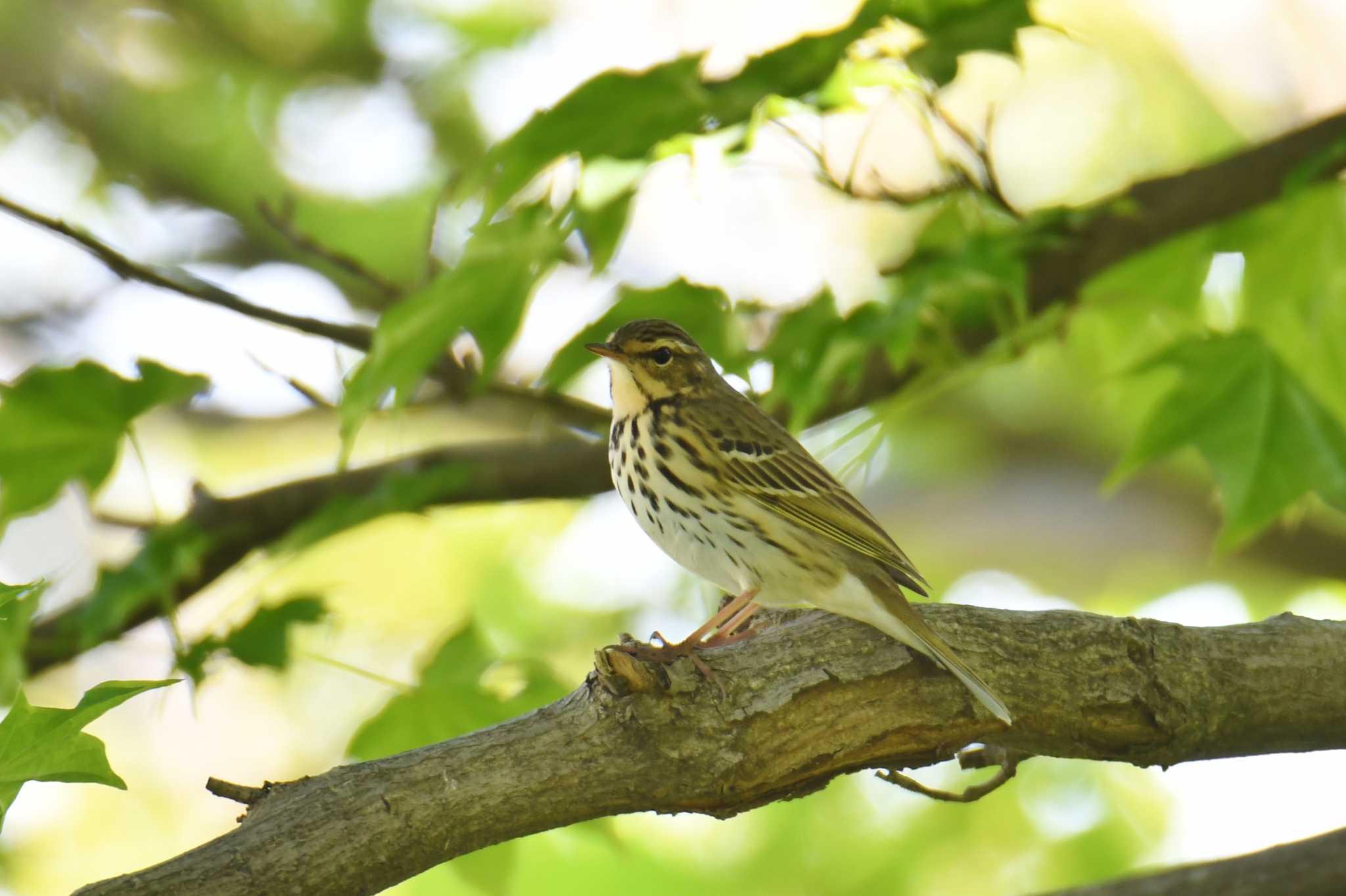 Olive-backed Pipit