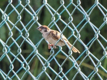 2022年9月10日(土) 伊佐沼周辺の野鳥観察記録