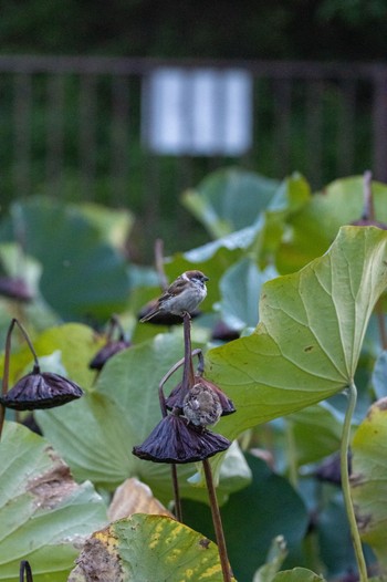 スズメ 佐竹公園(大阪府吹田市) 2022年9月10日(土)