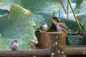 スズメ 佐竹公園(大阪府吹田市) 2022年9月10日(土)