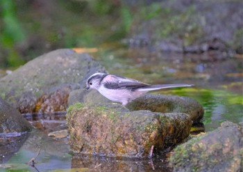 エナガ 東京都立桜ヶ丘公園(聖蹟桜ヶ丘) 2022年9月14日(水)