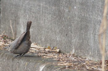 Blue Rock Thrush 神奈川県 Unknown Date