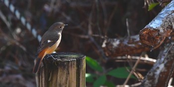 ジョウビタキ 静岡県立森林公園 2021年2月6日(土)