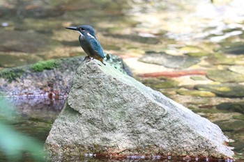 カワセミ 夙川河川敷緑地(夙川公園) 2022年8月11日(木)