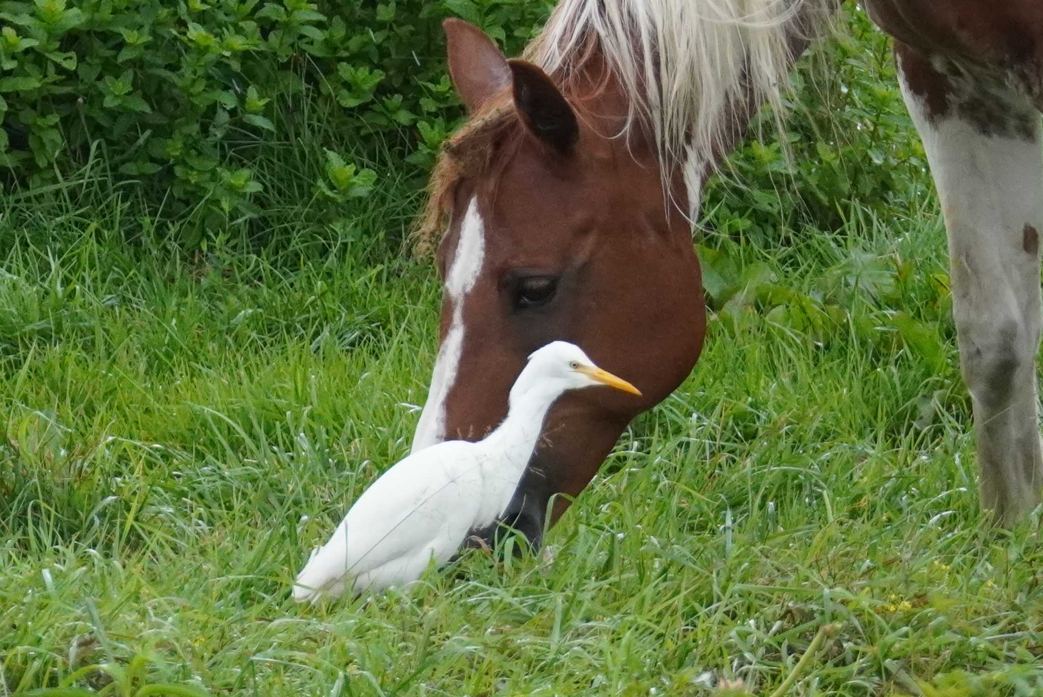 石狩 茨戸川 アマサギの写真