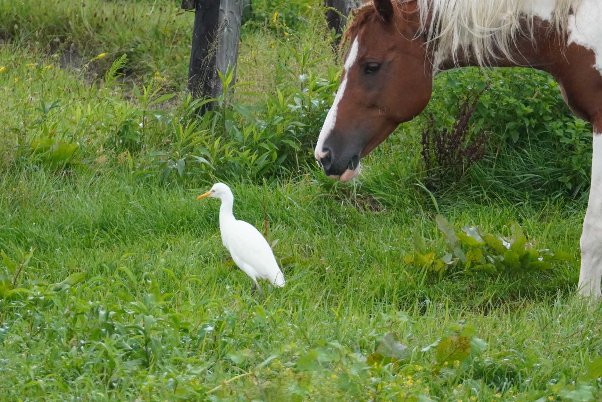 石狩 茨戸川 アマサギの写真