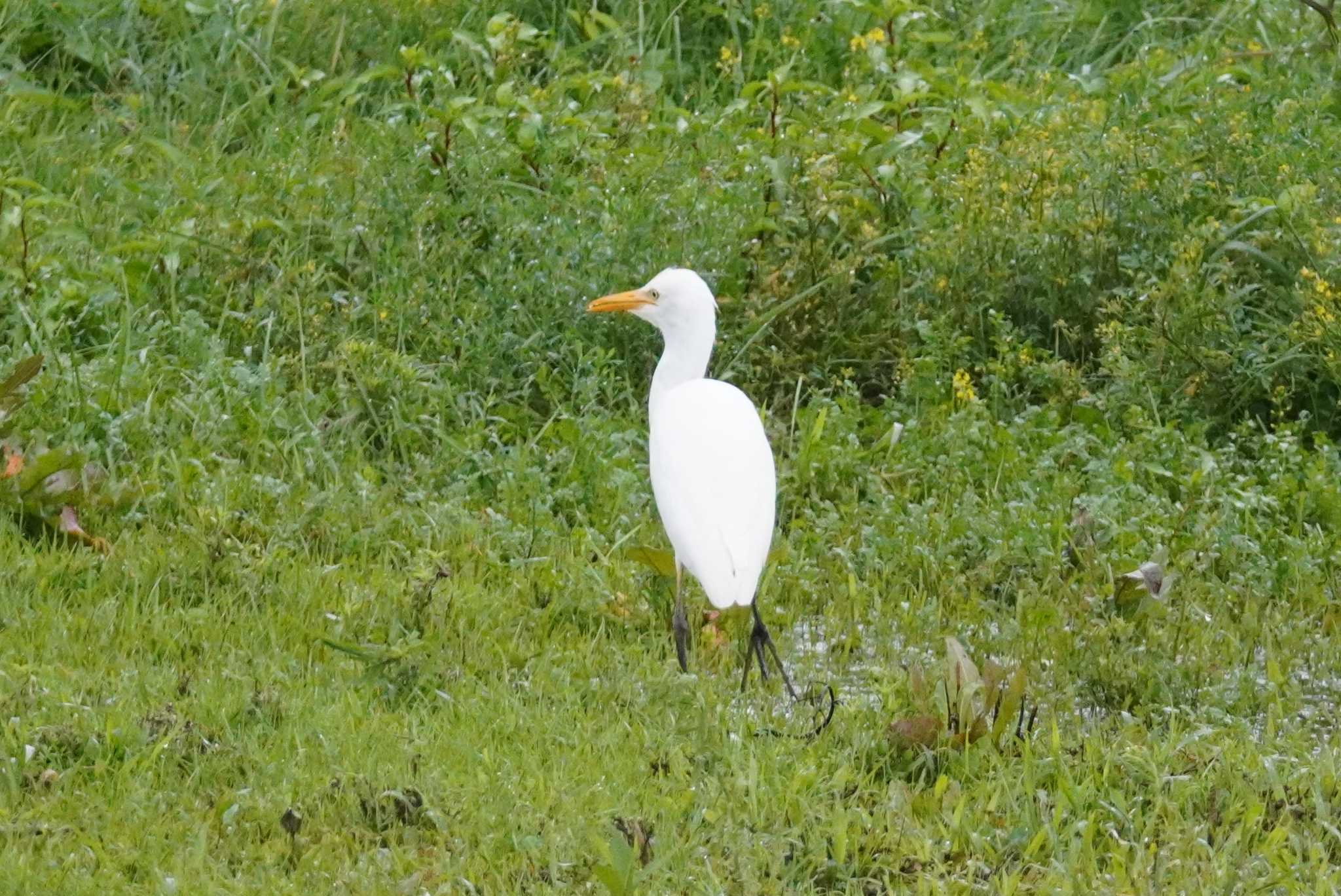 石狩 茨戸川 アマサギの写真