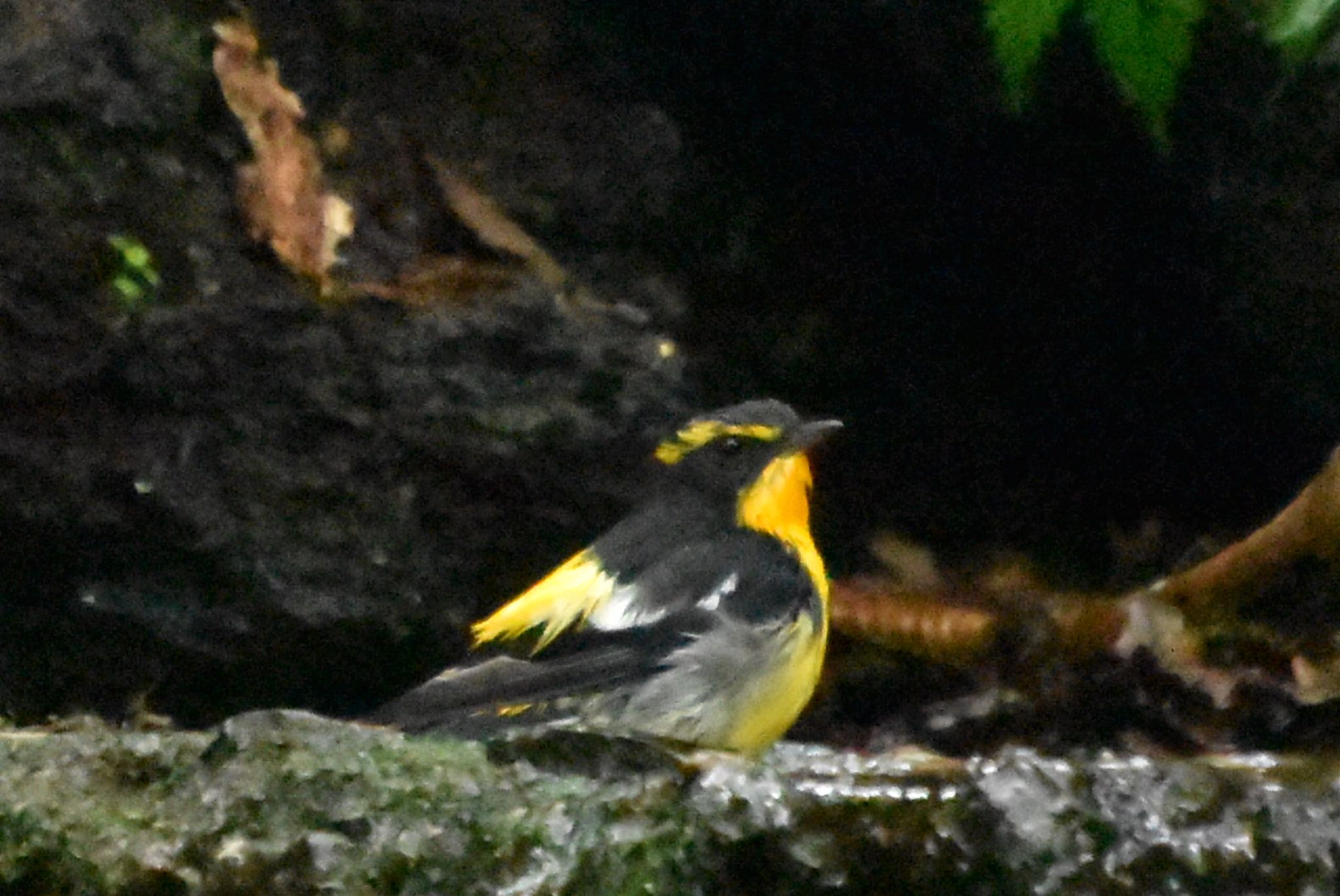 Narcissus Flycatcher