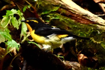 Narcissus Flycatcher 大洞の水場 Thu, 9/15/2022