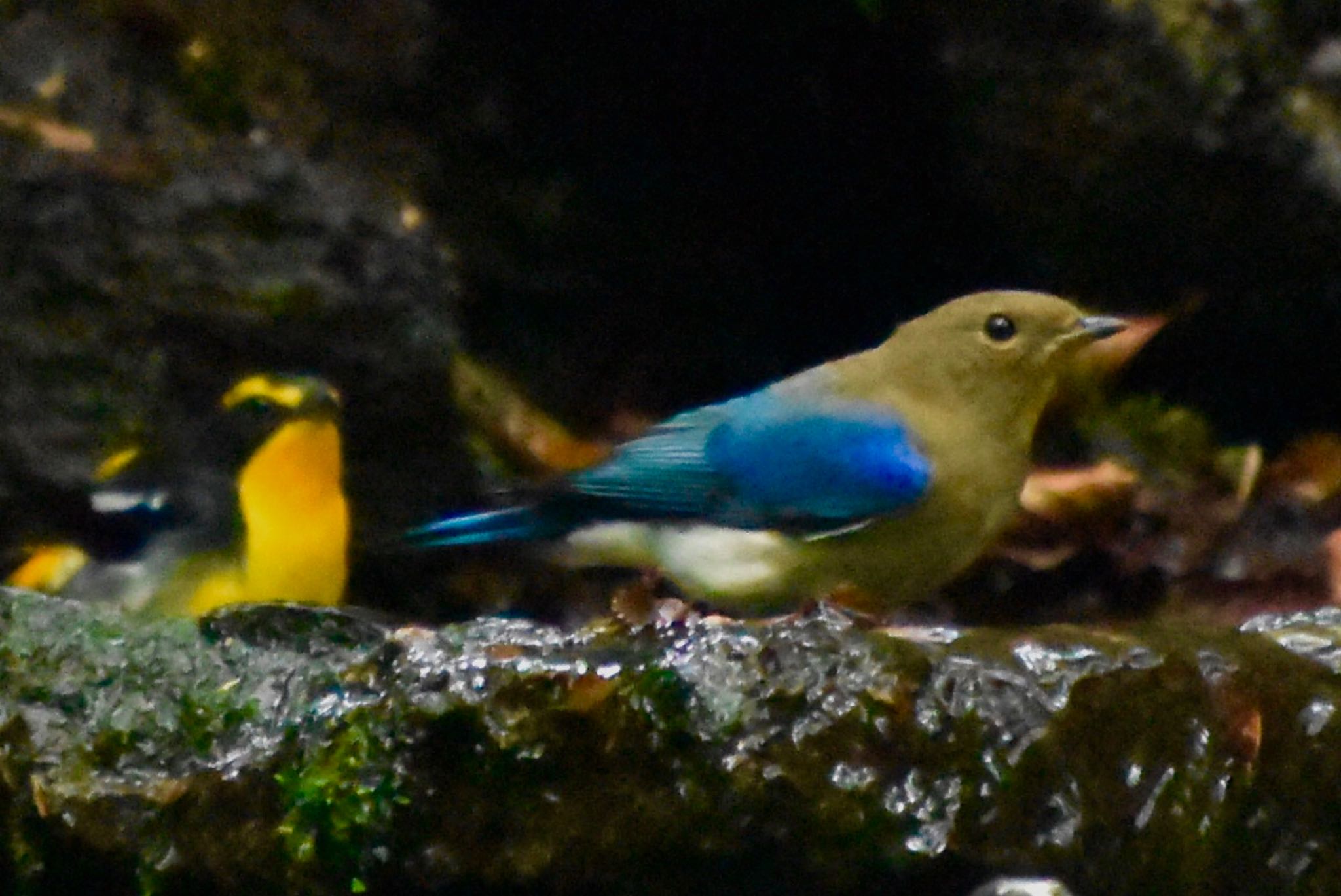 Blue-and-white Flycatcher