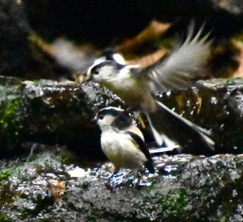 Long-tailed Tit 大洞の水場 Thu, 9/15/2022