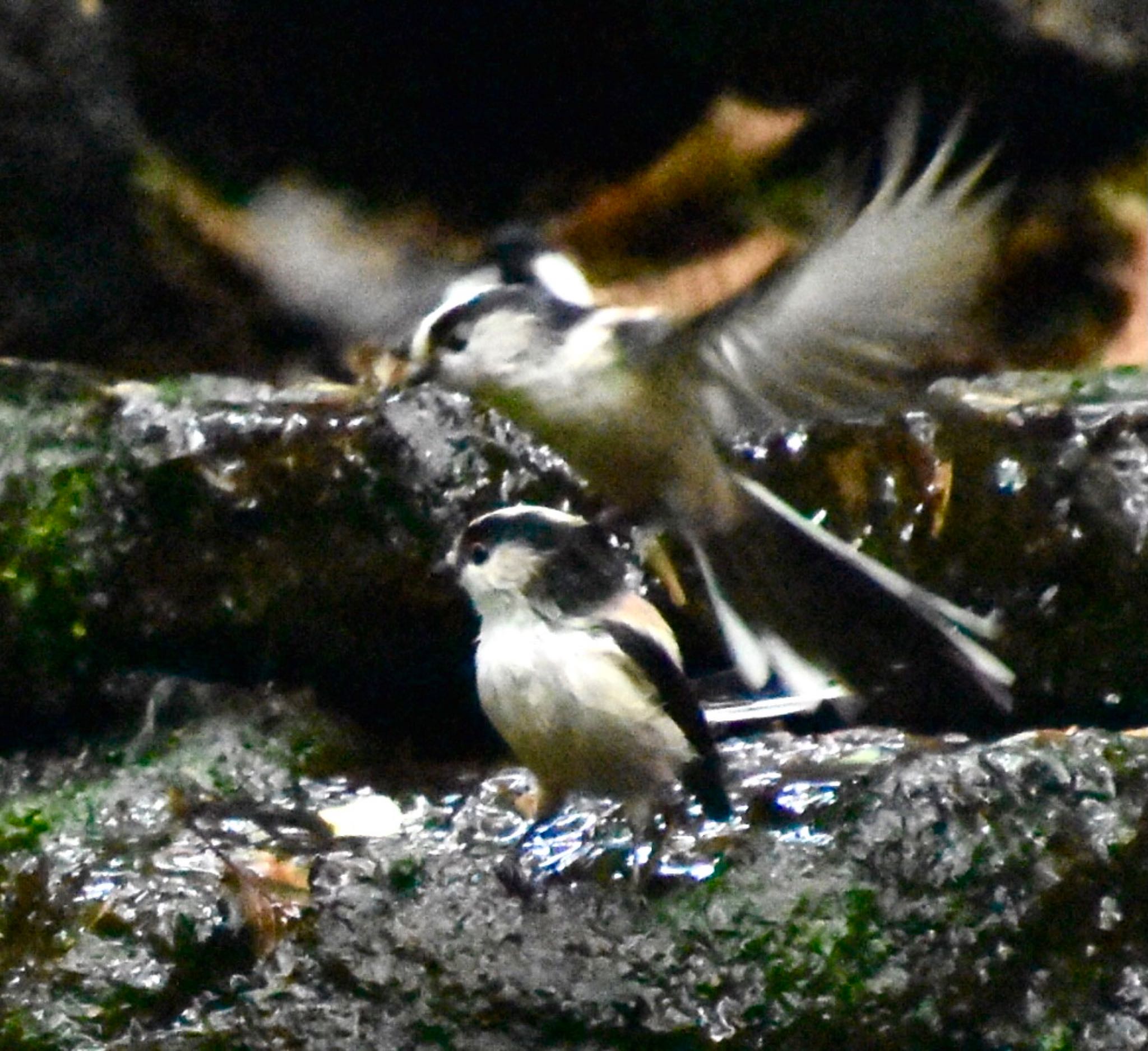 大洞の水場 エナガの写真 by 遼太