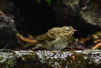 Olive-backed Pipit 大洞の水場 Thu, 9/15/2022