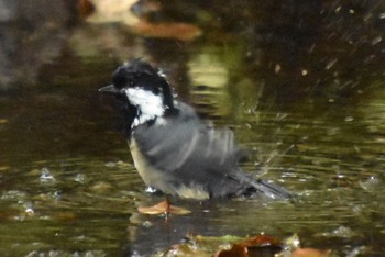 Coal Tit 大洞の水場 Thu, 9/15/2022