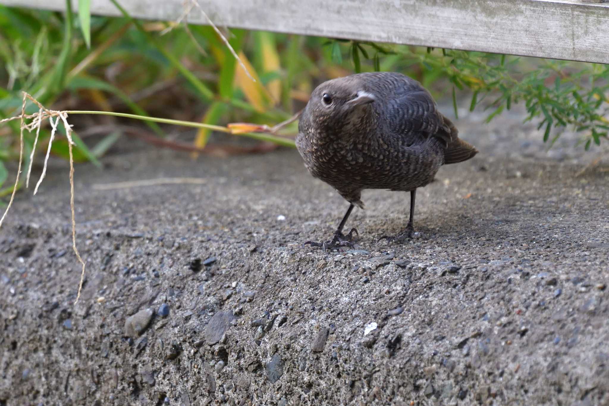 長浜公園 イソヒヨドリの写真 by やなさん