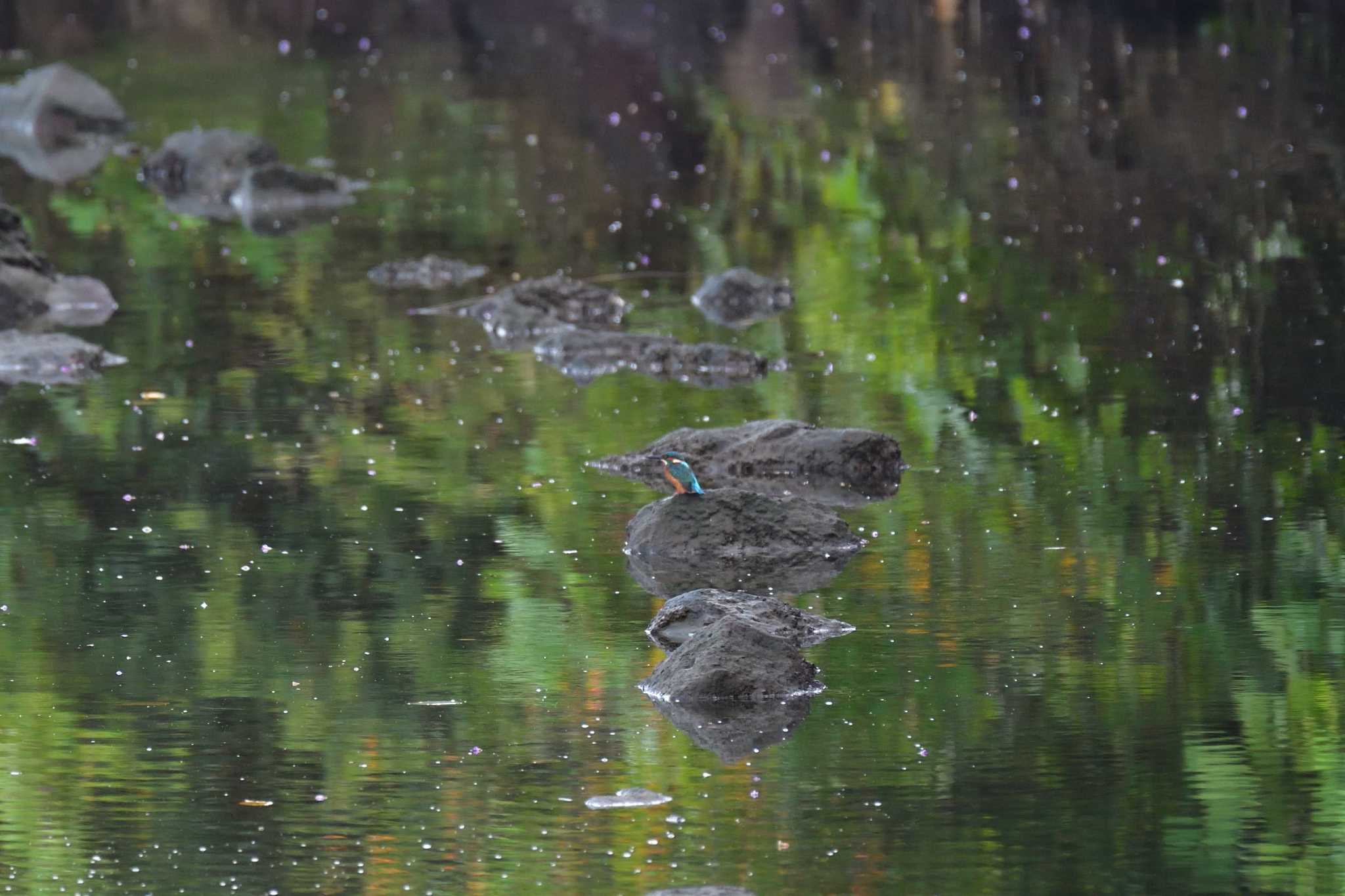 長浜公園 カワセミの写真 by やなさん