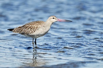 オオソリハシシギ ふなばし三番瀬海浜公園 2022年9月10日(土)