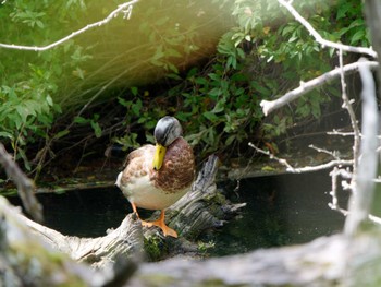 2022年9月15日(木) 戦場ヶ原の野鳥観察記録