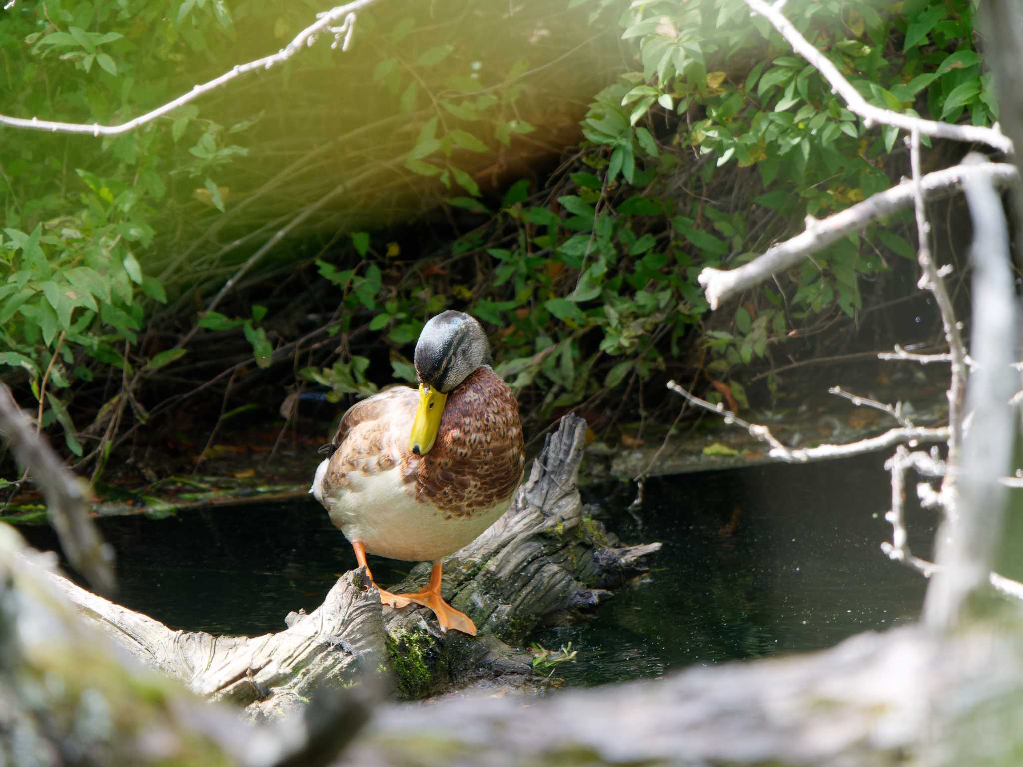 戦場ヶ原 マガモの写真