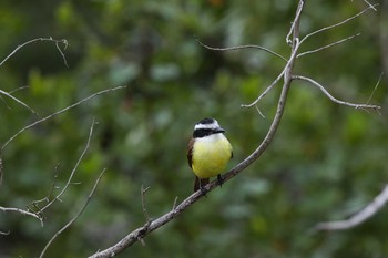 Great Kiskadee UNICO 20°N 87°W Riviera Maya Mon, 1/8/2018