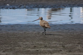 オオソリハシシギ ふなばし三番瀬海浜公園 2022年9月16日(金)