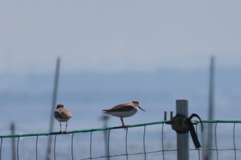 Fri, 9/16/2022 Birding report at Sambanze Tideland