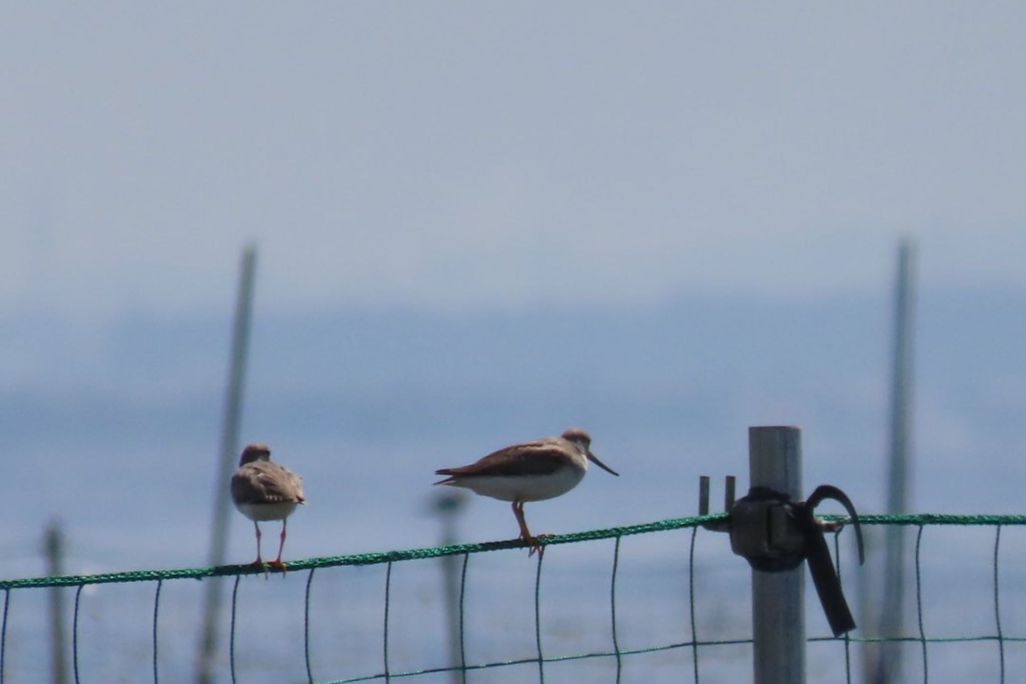 Photo of Terek Sandpiper at Sambanze Tideland by km