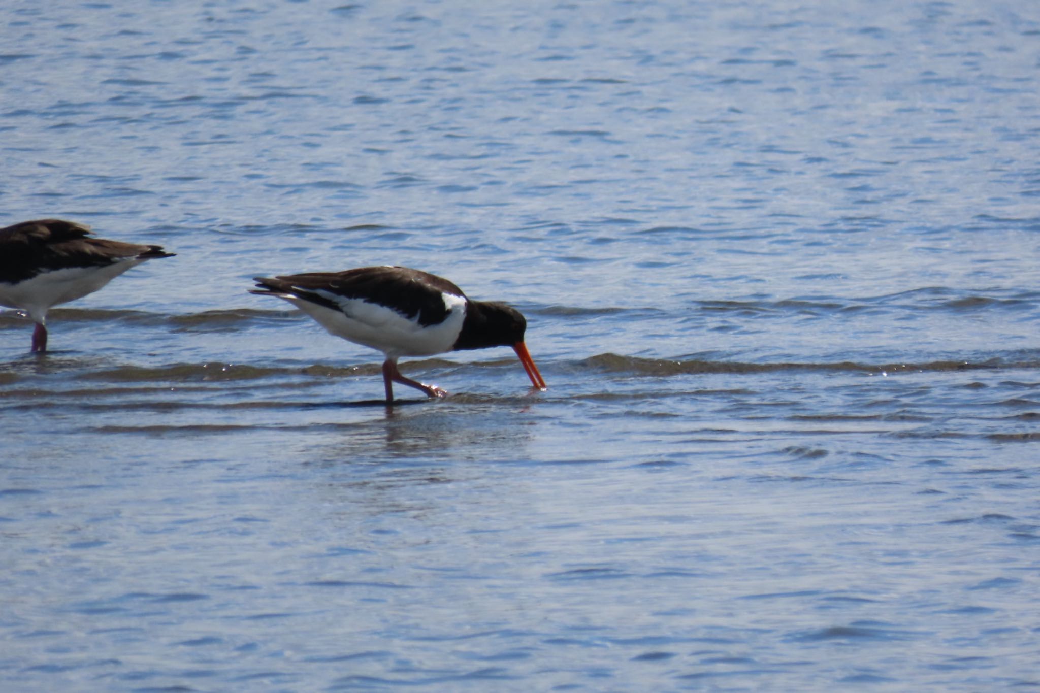 Photo of Eurasian Oystercatcher at Sambanze Tideland by km