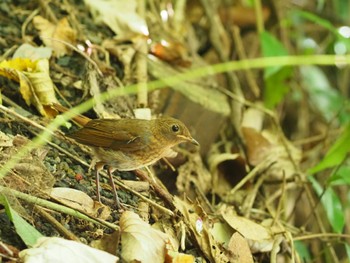 Izu Robin Miyakejima Island Sat, 9/10/2022