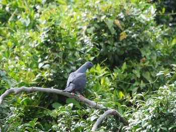 Black Wood Pigeon Miyakejima Island Sat, 9/10/2022