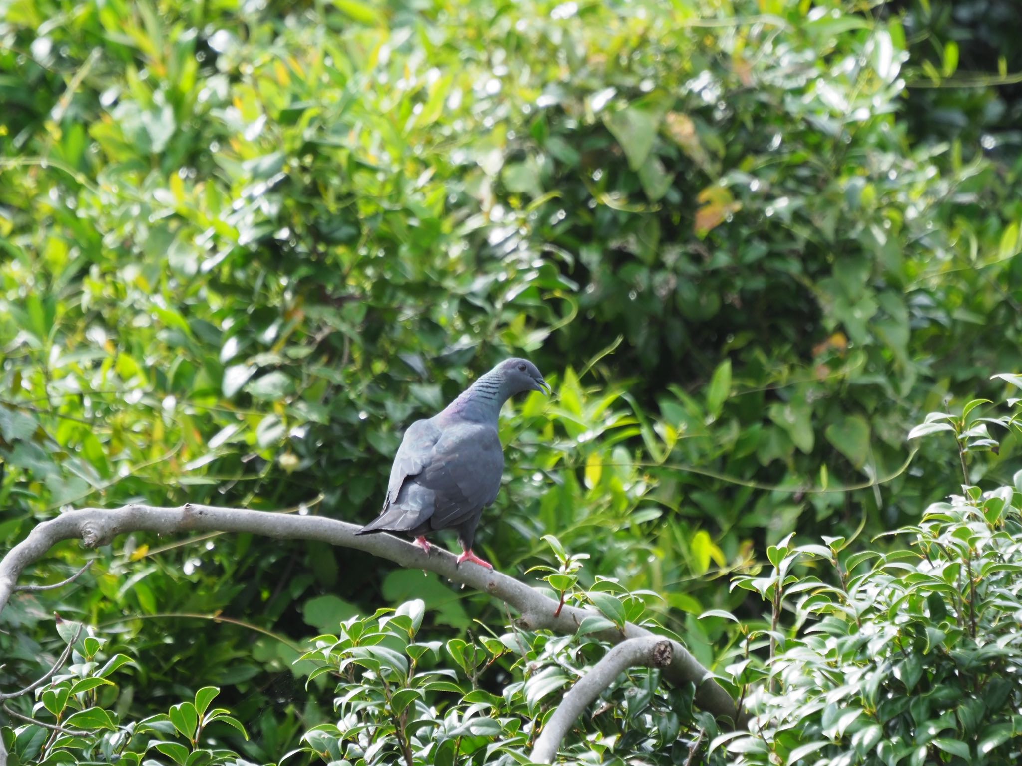 Photo of Black Wood Pigeon at Miyakejima Island by もさこ