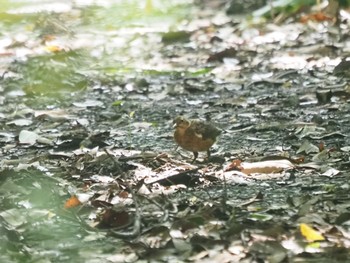 Izu Thrush Miyakejima Island Sun, 9/11/2022