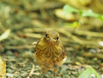 Izu Robin Miyakejima Island Sat, 9/10/2022