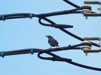 Blue Rock Thrush 錆ヶ浜港 Sat, 9/10/2022