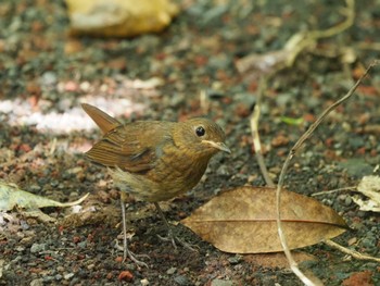 Izu Robin Miyakejima Island Sat, 9/10/2022