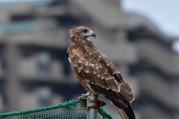 トビ 多摩川二ヶ領上河原堰 2022年8月31日(水)