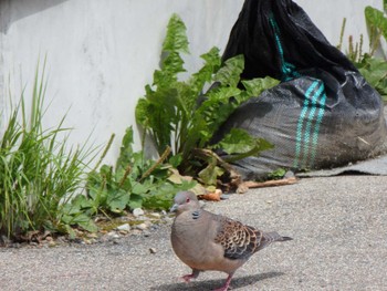 Oriental Turtle Dove 白駒池 Tue, 9/13/2022