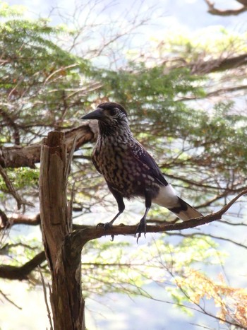 Spotted Nutcracker 白駒池 Tue, 9/13/2022