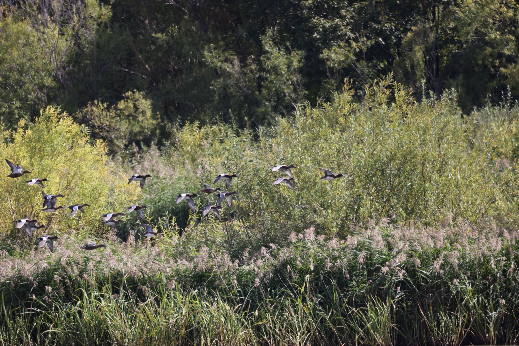 Eurasian Wigeon