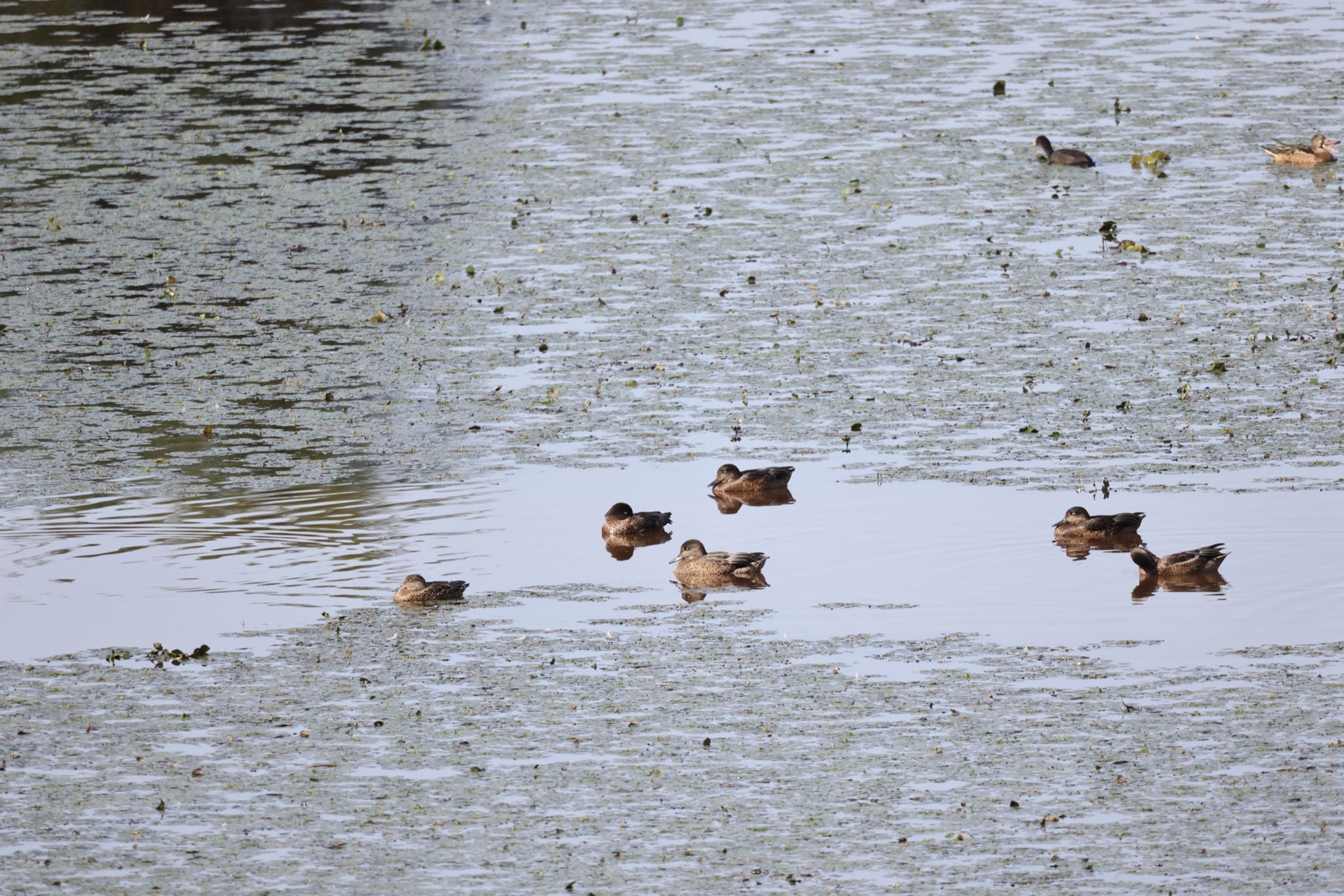 Falcated Duck