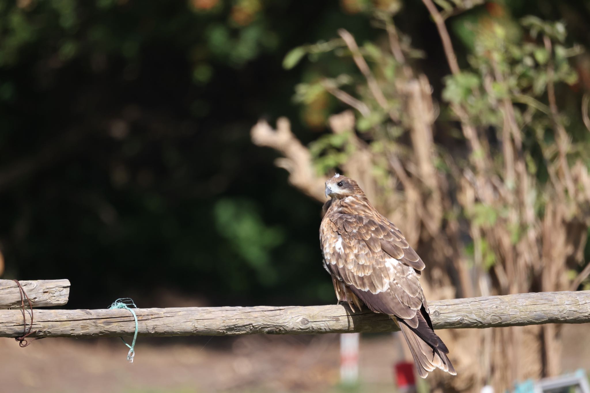 Black Kite