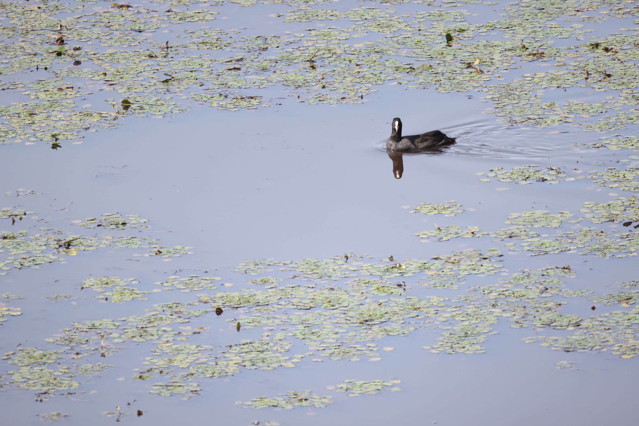 Eurasian Coot