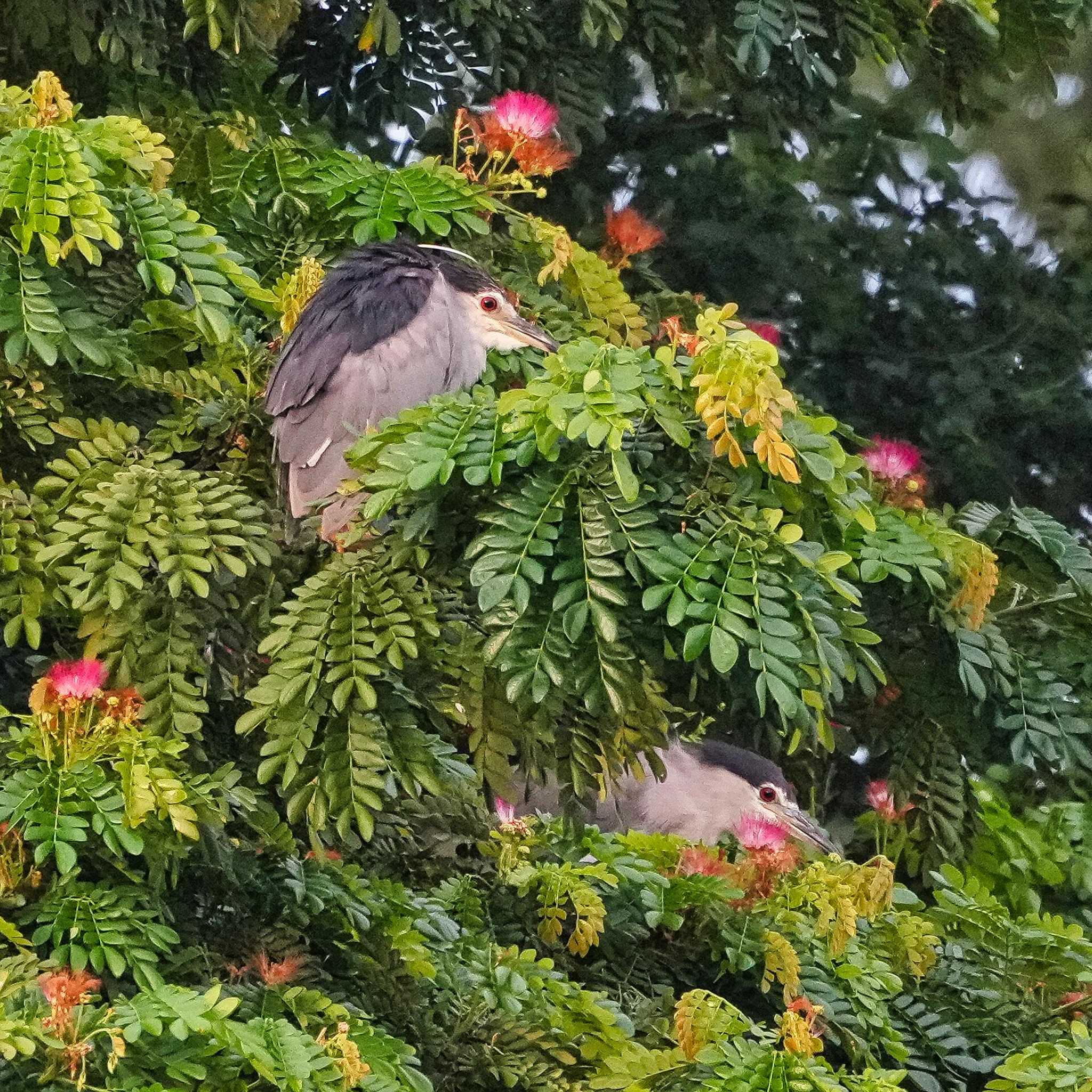 Black-crowned Night Heron