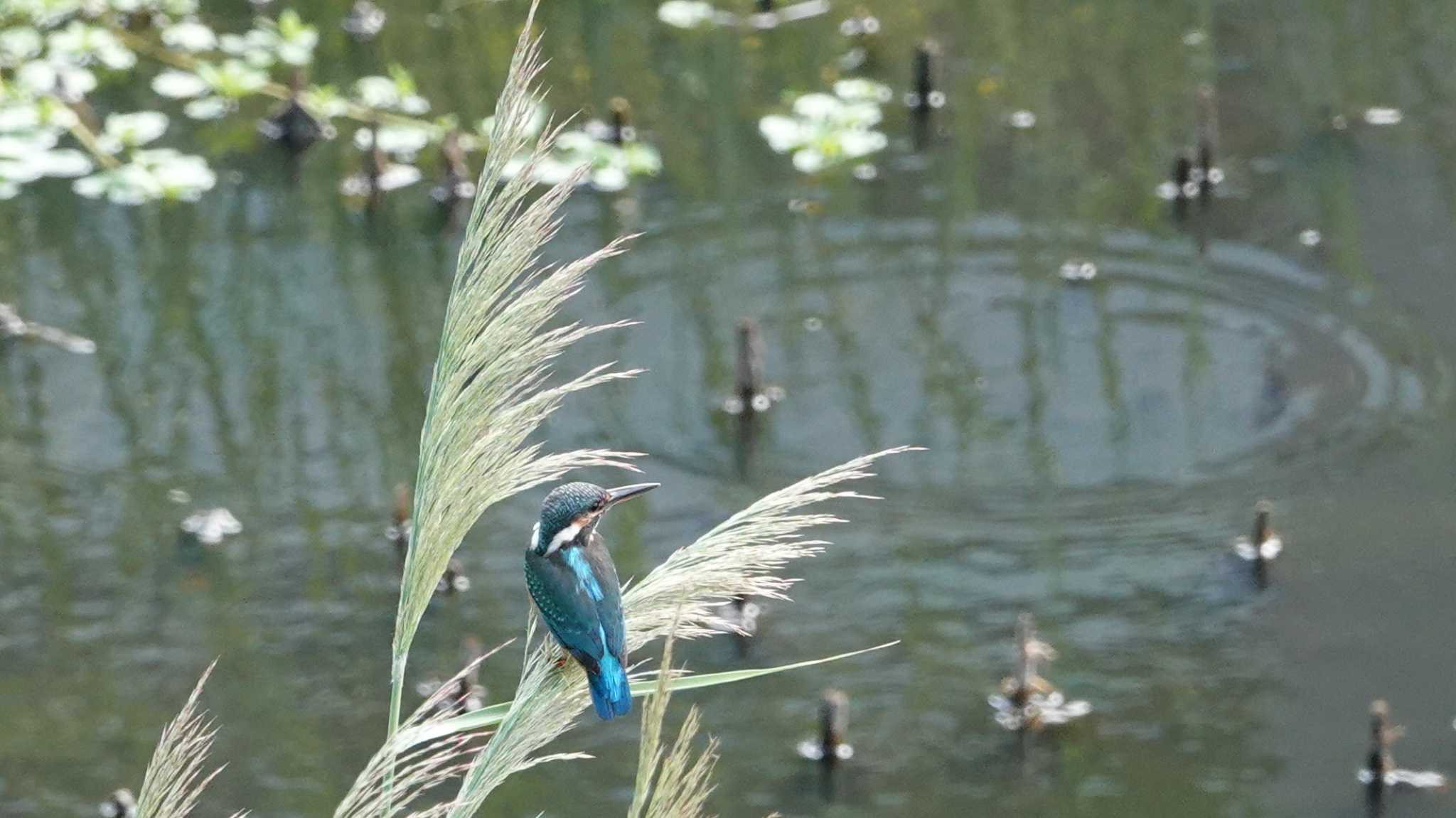 ススキに乗ってユラユラ。