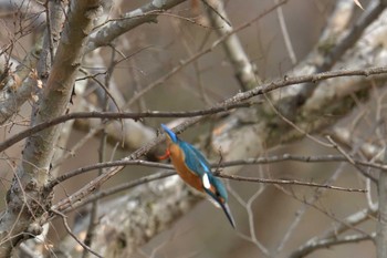 2018年2月2日(金) 滋賀県希望が丘文化公園の野鳥観察記録