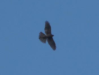 Fri, 9/16/2022 Birding report at 油山片江展望台